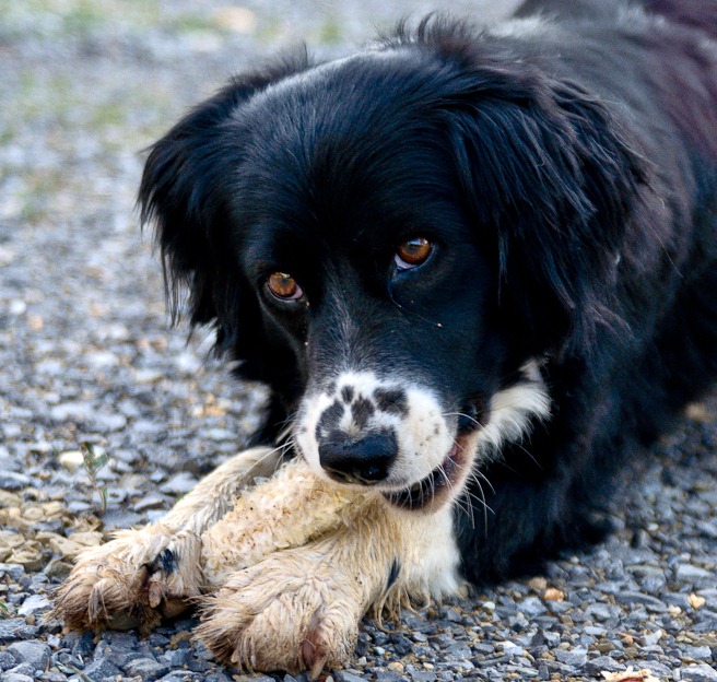 [dog%2520corncob-20%255B2%255D.jpg]