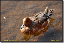 Bradgate Park D50  15-09-2012 08-56-20