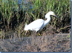 6083 Texas, South Padre Island - Birding and Nature Center - Snowy Egret