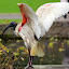White Ibis at the Botanical Garden - Sydney, Australia