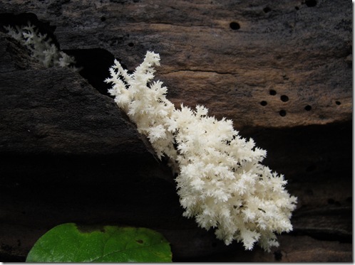 Hericium coralloides