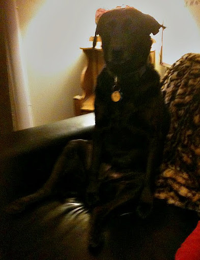 When Minnow went out to relieve herself,  I managed to snap this one of her sister Luna. Sneaky mom!