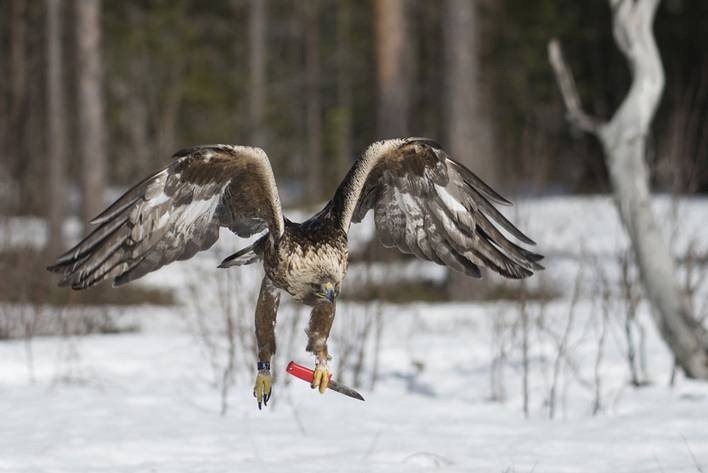 [eagle%255B5%255D.jpg]