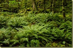 Routeburn-92