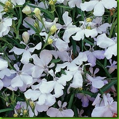 Lobelia White Cascade