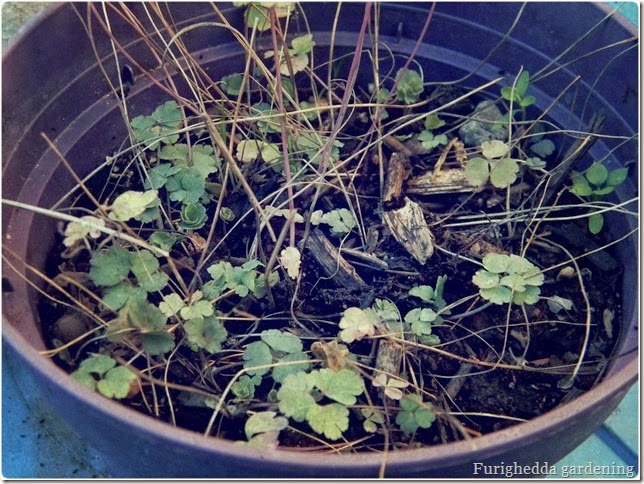 semina di aquilegia, self seeds gardening