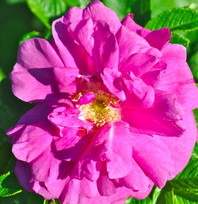 DSC_0275.jpg DSC 0275