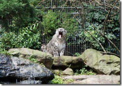 Snow Leopards, Taronga Zoo