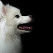 Pets_0610-32.jpg