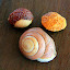Nuts and Shells:  All Parts of Bush Tucker and Medicine for the Tjupakai - Oak Beach, Australia