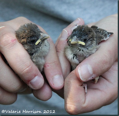 sparrows