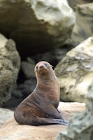iStock_NZD_FUR_SEAL_01061472.jpg