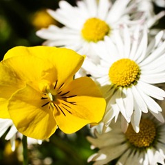 Pansy-&-Daisy