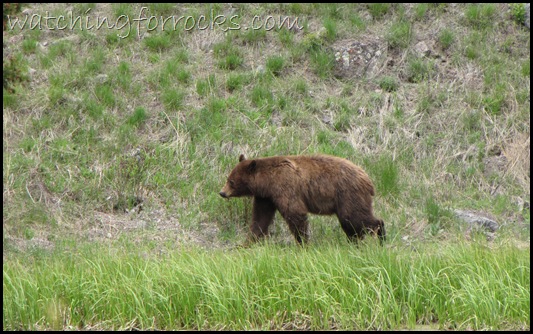 IMG_1620Black Bear