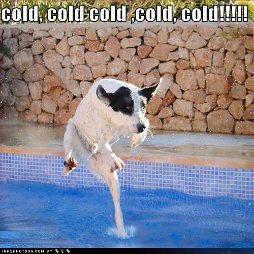 funny-dog-pictures-swimming-dog-is-freezing-cold.jpg