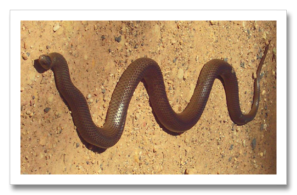 Eastern Brown Eastern Brown Snake