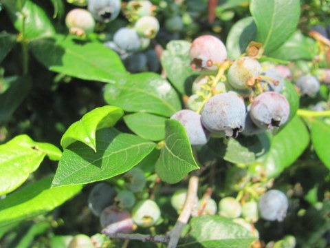 [Blueberries%255B4%255D.jpg]