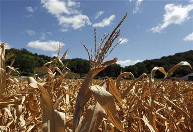 A general view of drought-damaged corn stalks at the McIntosh family farm in Missouri Valley, Iowa, 13 August 2012. Larry Downing / Reuters
