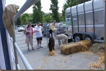 Alpacas Prince and Tilt greets the visitors
