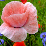 DSCF7405.jpg