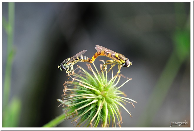 DSC_5145 DSC_5145