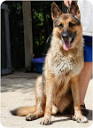 The shelter has kept the stunning Jake here (Dallas) as long as they can. He is in desperate need of a home. And he would definitely appreciate a soft bed on which to rest. He is seeking a single person who will treat him as his/her only 'child.' The shelter has kept the stunning Jake here (Dallas) as long as they can. He is in desperate need of a home. And he would definitely appreciate a soft bed on which to rest. He is seeking a single person who will treat him as his/her only 'child.'