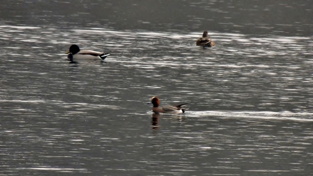 2013-03-02 Ticino Cameri 019