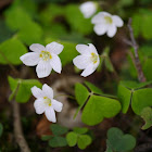 Wood Sorrel, Wald-Sauerklee