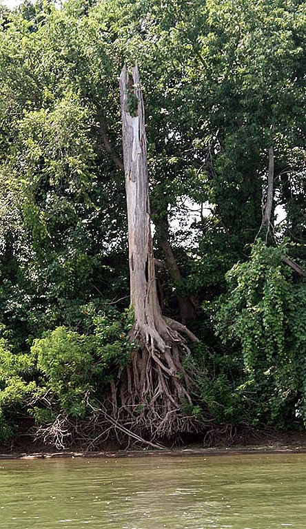 [TreeRoot%255B6%255D.jpg]