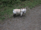 You saw me in the water!  Maybe I'm turning into a brindle Frenchie, like you!  I hope Martha knows it's really me and will let me in the house...after a bath, of course!
