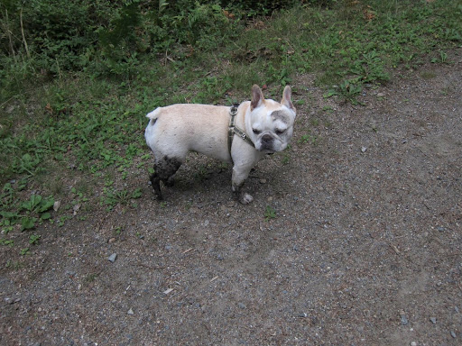 You saw me in the water!  Maybe I'm turning into a brindle Frenchie, like you!  I hope Martha knows it's really me and will let me in the house...after a bath, of course!