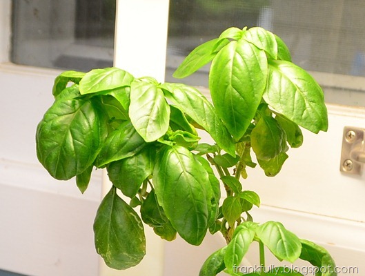 bushy, full basil in Aerogarden