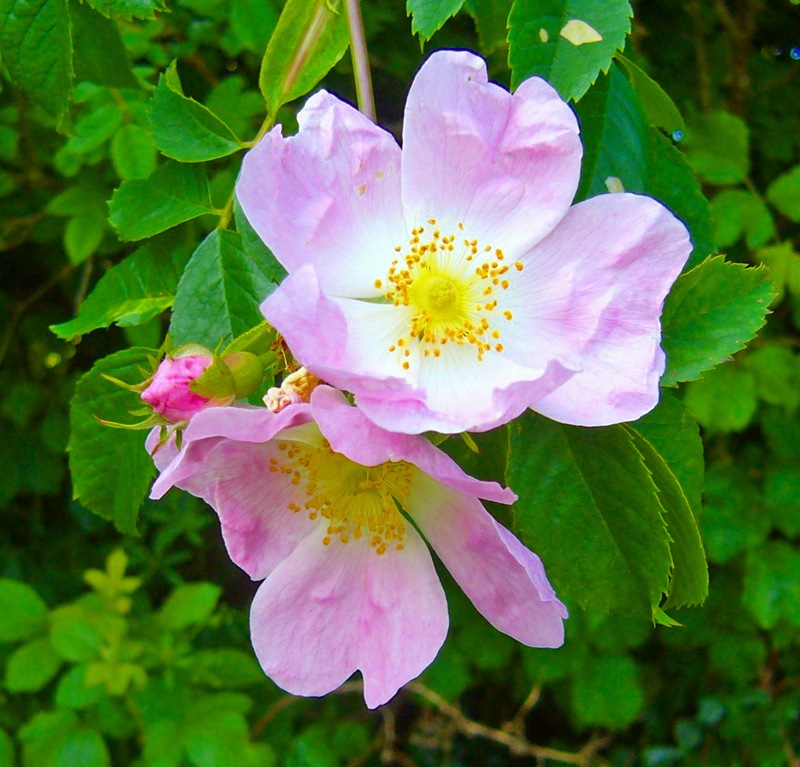 [wild%2520rose%2520naturel%255B4%255D.jpg]