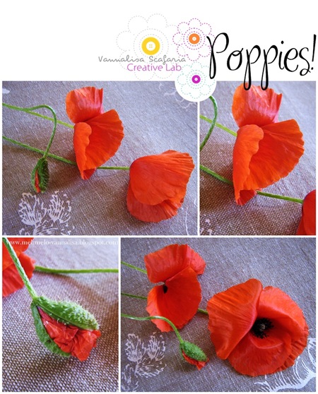 poppies_papaveri_vannalisascafaria_1 poppies_papaveri_vannalisascafaria_1
