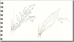 goldenrod v ragwort leaf bg