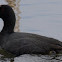 American coot