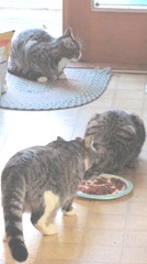 11.12.11 stray kitties in kitchen with Tuffy3