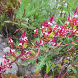 Flores do Canion do Colca à partir de Cabanaconde - Peru