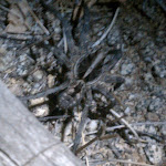 IMAG0320.jpg
