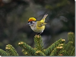 bird3 bird3