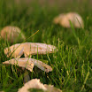 IMG_8275.JPG