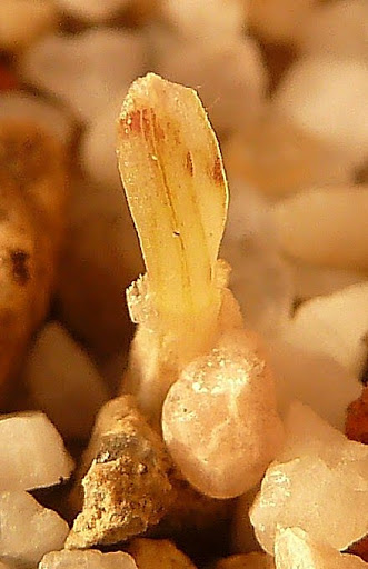 Gethyllis Grandiflora