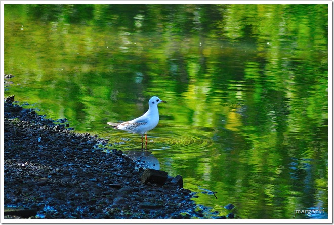 DSC_7071 DSC_7071