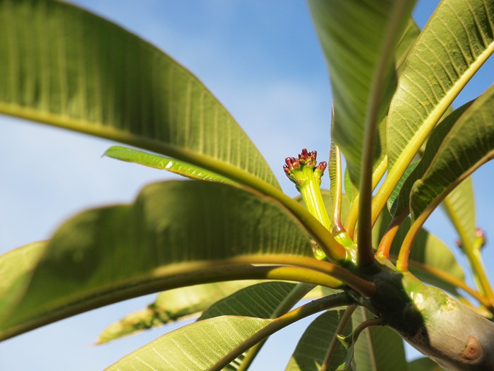 frangipani