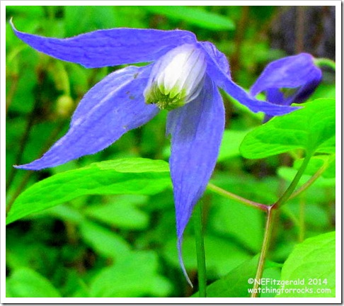 IMG_6954 RockClematis IMG_6954 RockClematis