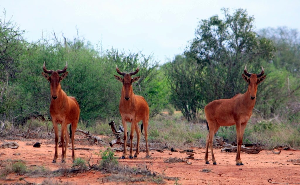 [IMG_7290%255B3%255D.jpg]