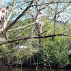 Giving it a go so River Suir Clomel -Ciarán McCollum.JPG