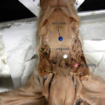 fetal_pig _palate_labeled.jpg