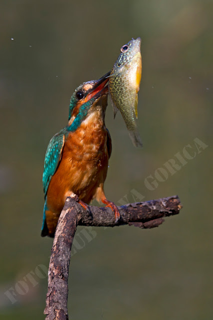 Prosta_D_Marjan Cigoj-Ta pa je prevelika.jpg