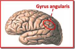 Gyrus angularis (C) Egg 1
